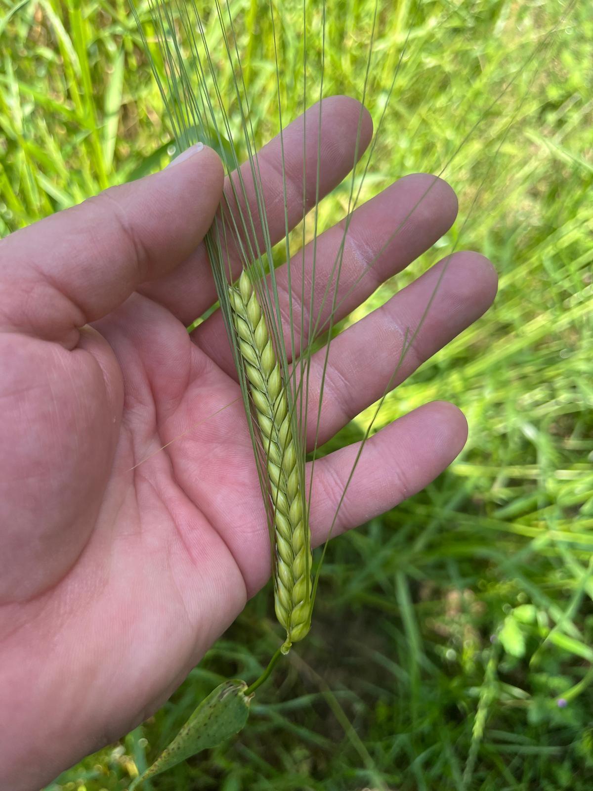 Zootecnia - immagine 2