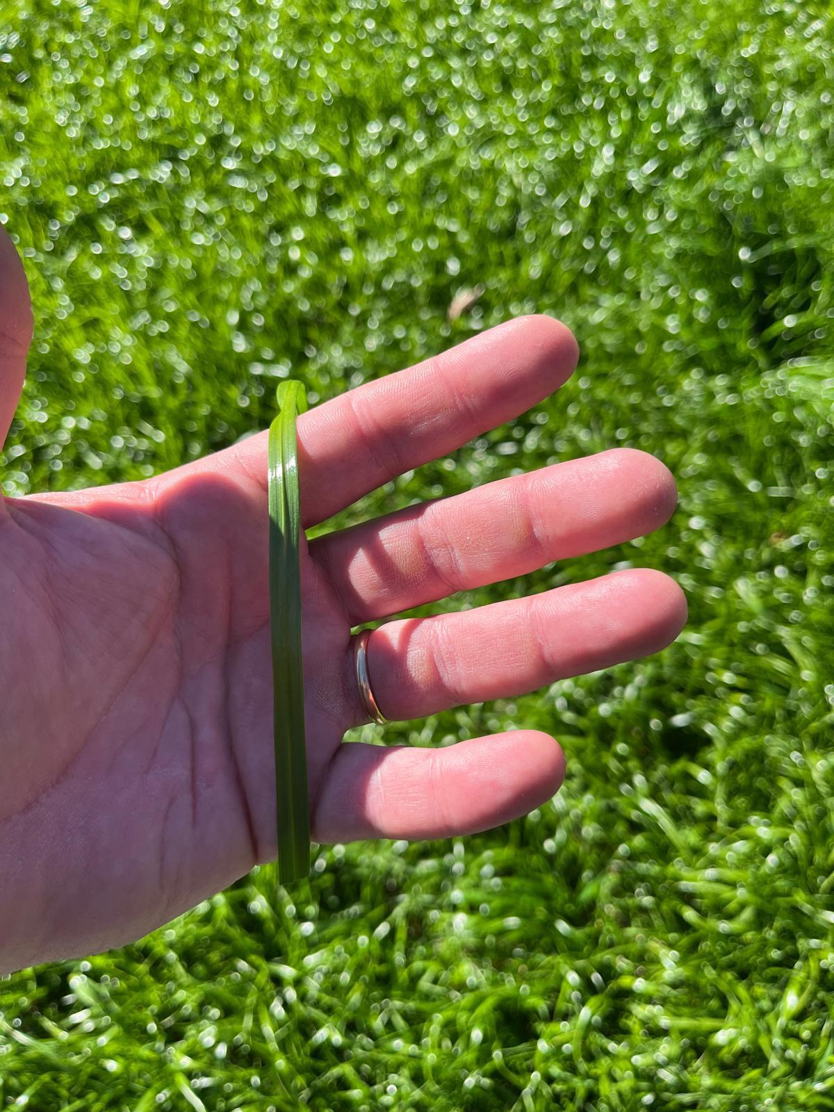 Prodotti tipici - immagine 3