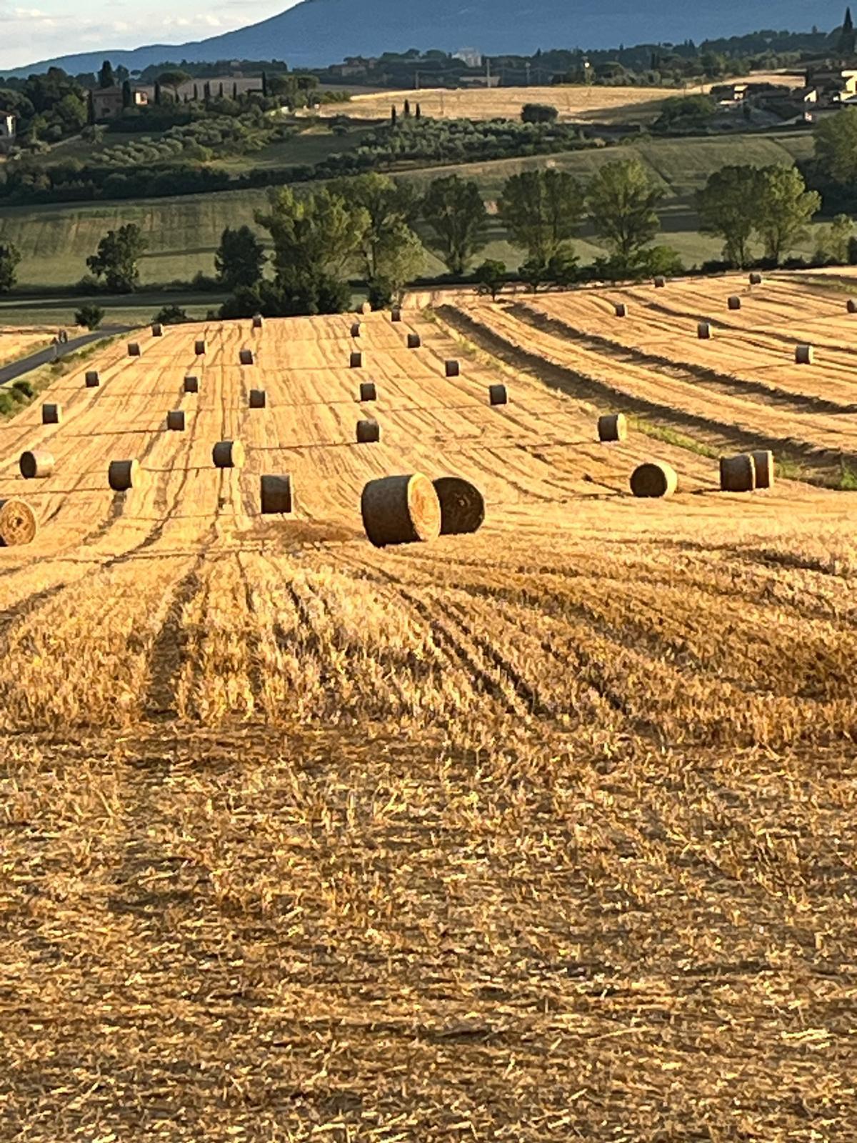 Aziende agricole - immagine 6