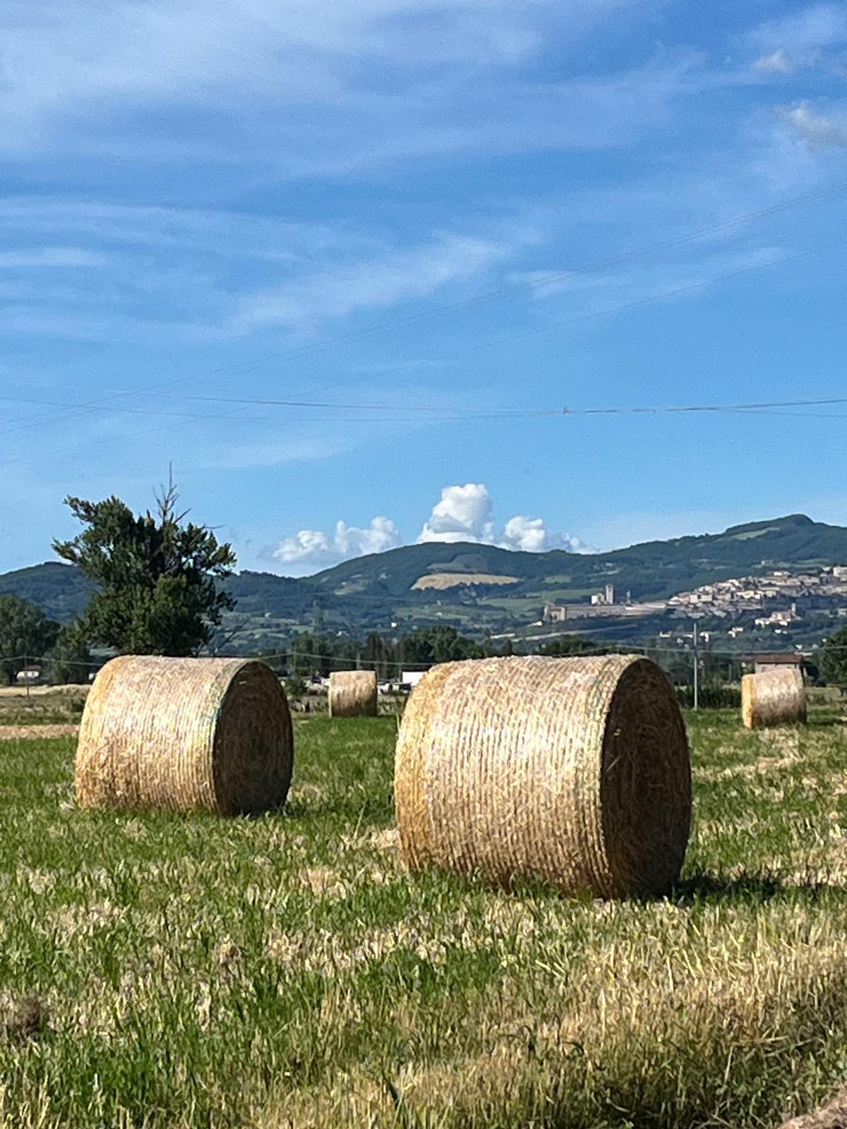 Campagna - immagine 7