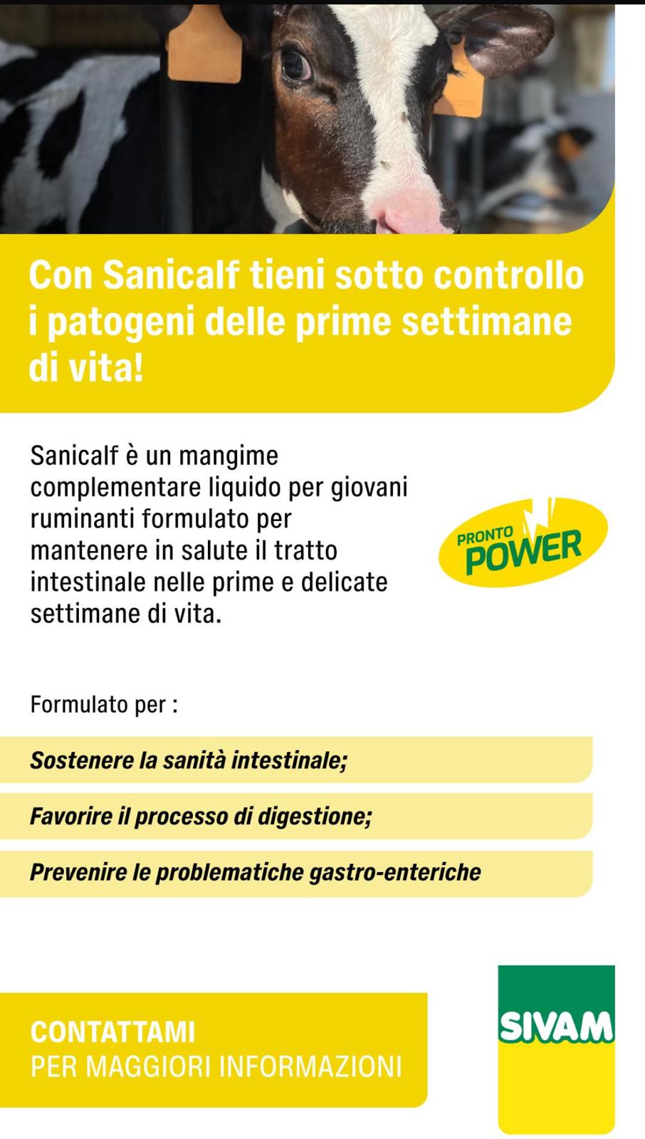 Sanicalf
