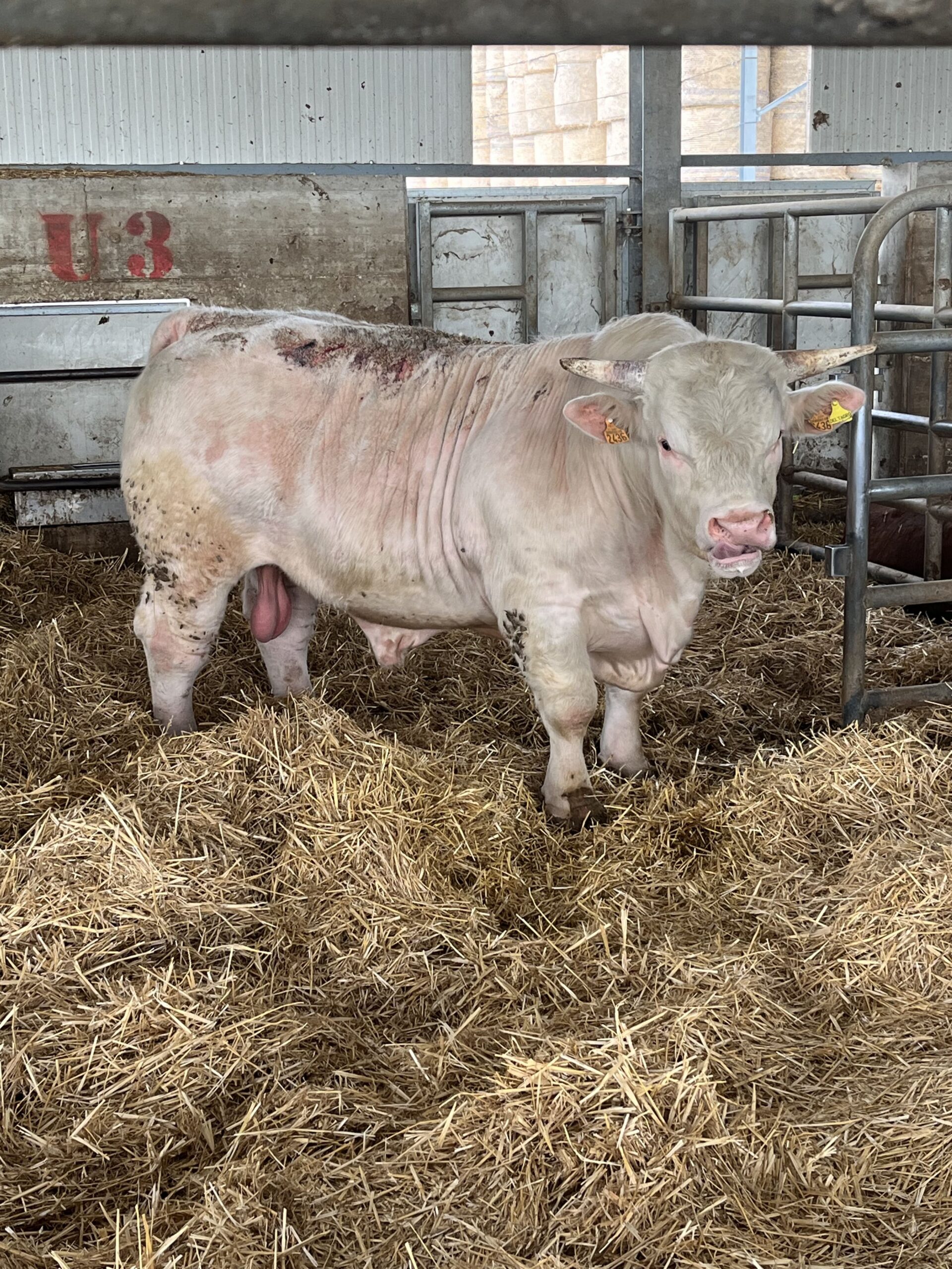 Vitellone - immagine 4