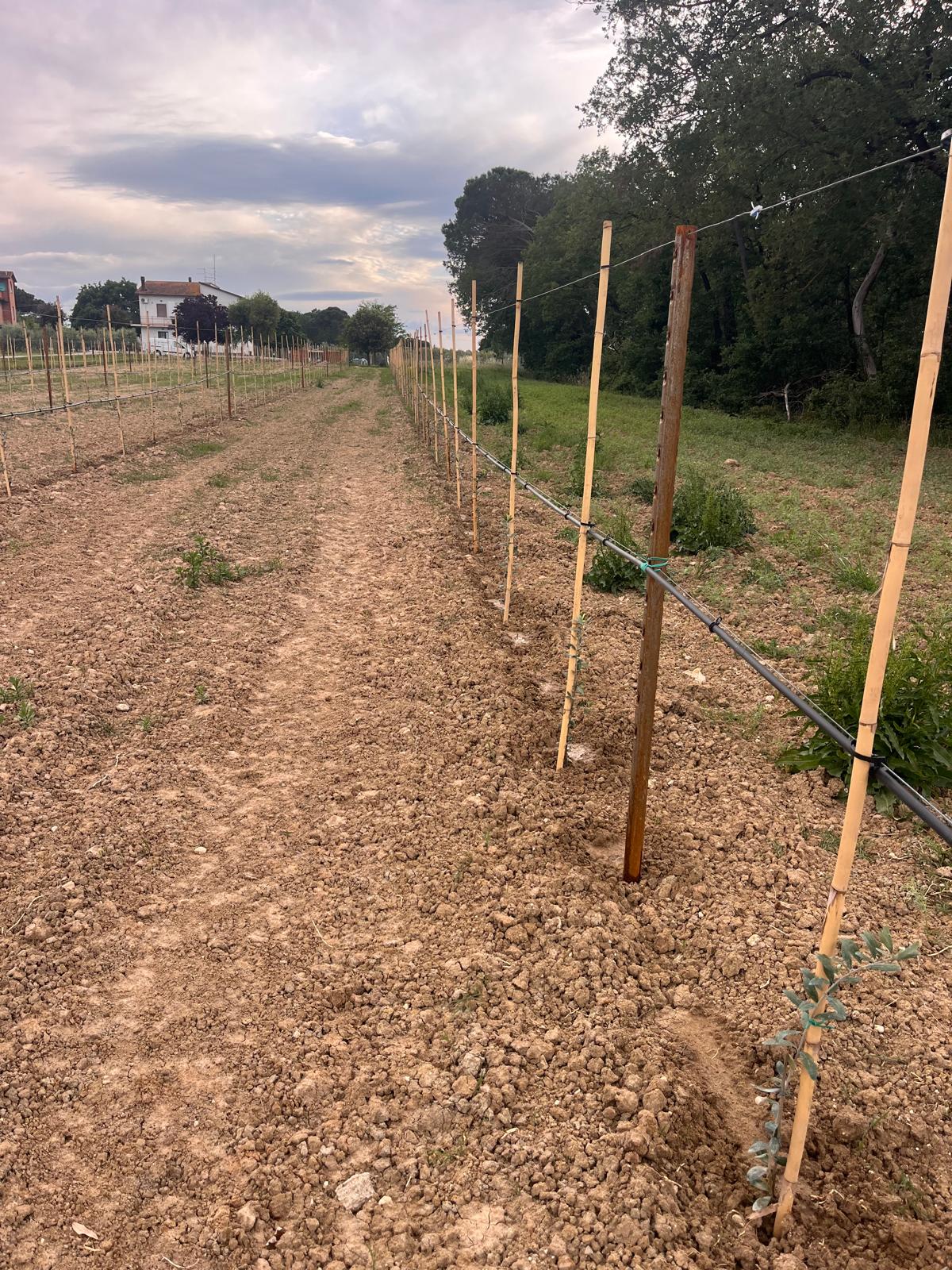 Immagine azienda agricola alla Piana